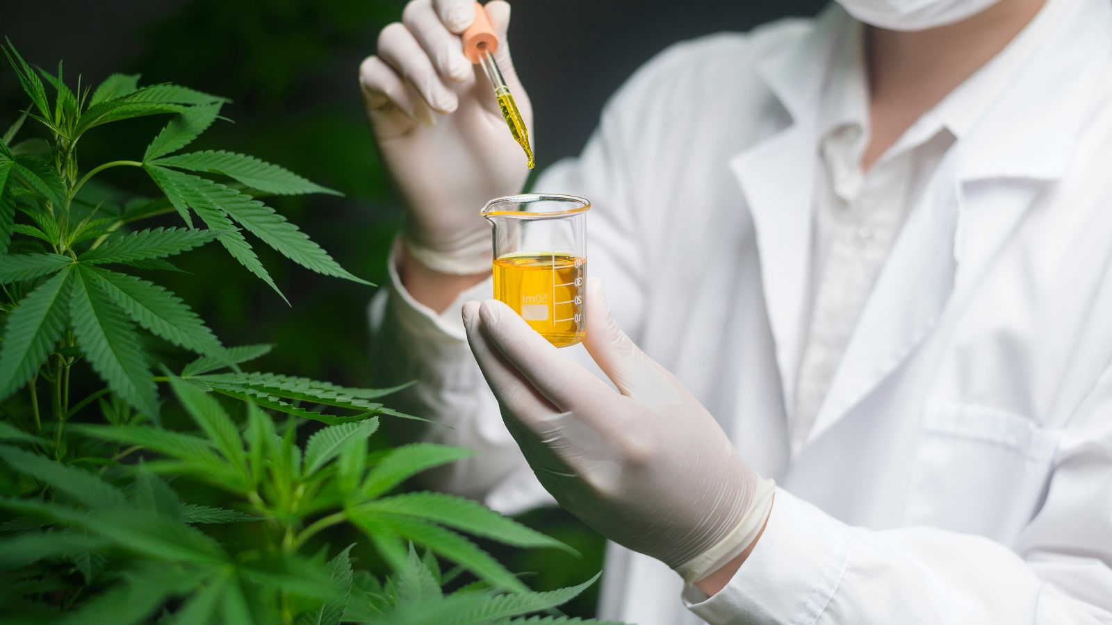 DC Medical Cannabis Card: How to Self-Certify in 2026