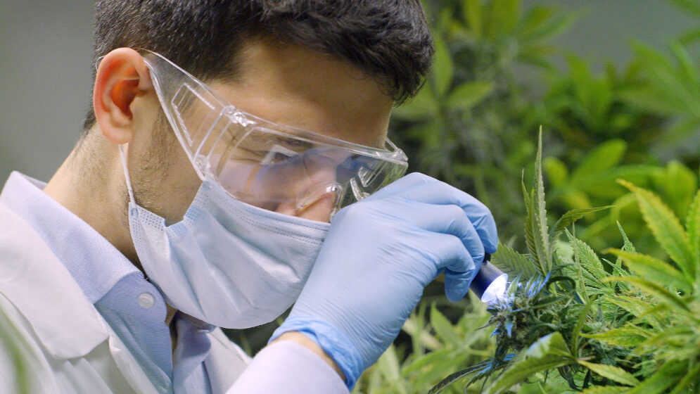 Licensed medical cannabis dispensary in Washington DC
